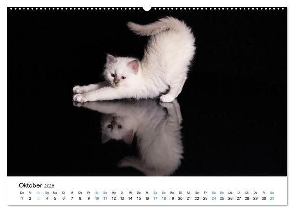 Produktbild: Heilige Birma Kitten - ein Traum auf wei&szlig;en Pf&ouml;tchen (Wandkalender 2026 DIN A2 quer), CALVENDO Monatskalender