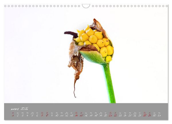 Produktbild: Des fleurs sur le chemin du matin (Calendrier mural 2026 DIN A3 vertical), CALVENDO calendrier mensuel