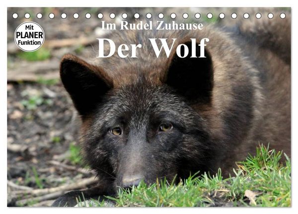 Produktbild: Im Rudel Zuhause - Der Wolf (Tischkalender 2027 DIN A5 quer), CALVENDO Monatskalender