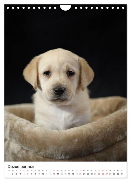 Produktbild: Kleine und gro&szlig;e Hundekinder 2026 (Wandkalender 2026 DIN A4 hoch), CALVENDO Monatskalender