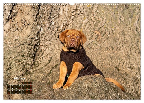 Produktbild: Eine kleine Bordeauxdogge entdeckt die Welt (hochwertiger Premium Wandkalender 2026 DIN A2 quer), Kunstdruck in Hochglanz