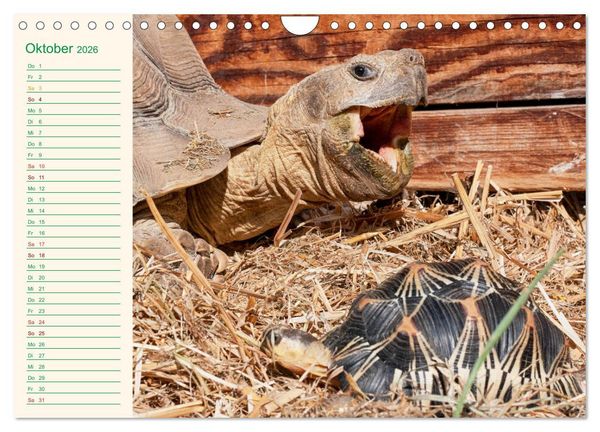 Produktbild: Meine Schildkr&ouml;ten - Geburtstagskalender (Wandkalender 2026 DIN A4 quer), CALVENDO Monatskalender
