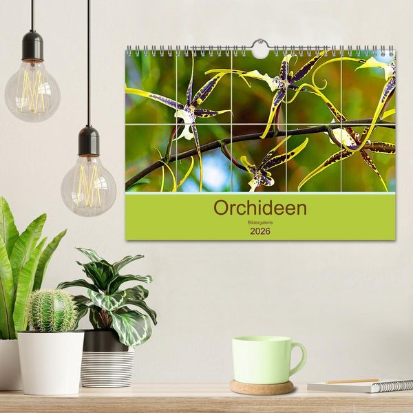 Produktbild: Orchideen Bildergalerie (Wandkalender 2026 DIN A4 quer), CALVENDO Monatskalender