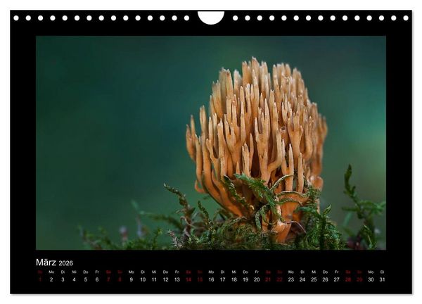 Produktbild: Pilzgalerie - Heimische Pilze aus der Region Rheinland-Pfalz (Wandkalender 2026 DIN A4 quer), CALVENDO Monatskalender