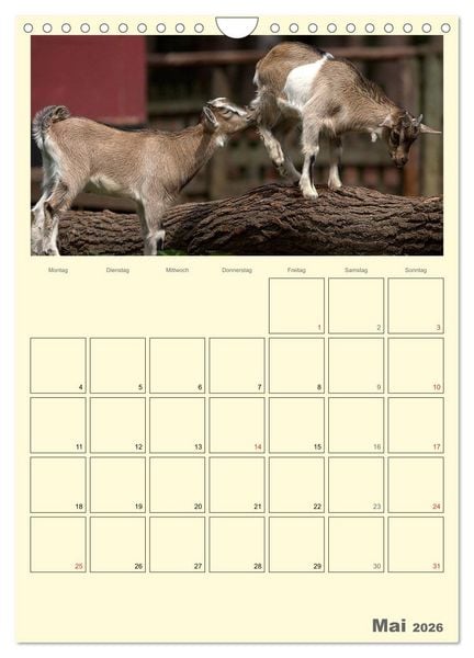 Produktbild: Zwergziegen (Wandkalender 2026 DIN A4 hoch), CALVENDO Monatskalender