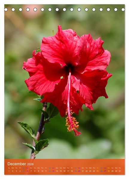 Produktbild: Mexican Garden Flowers - Aguascalientes (Desk Calendar 2026 DIN A5 portrait), CALVENDO 12 Month DeskCalendar