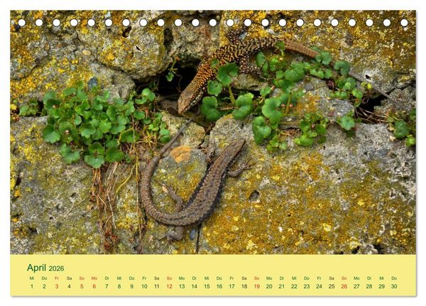 Produktbild: Flinke Eidechsen (Tischkalender 2026 DIN A5 quer), CALVENDO Monatskalender