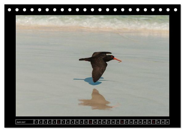 Produktbild: V&ouml;gel von "Down Under" Australien (Tischkalender 2027 DIN A5 quer), CALVENDO Monatskalender