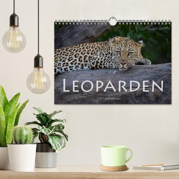 Produktbild: Leoparden - gro&szlig; und klein (Wandkalender 2026 DIN A4 quer), CALVENDO Monatskalender