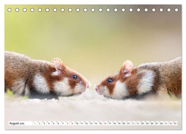 Produktbild: Herzige Feldhamster - farbenfrohe Nagetiere im st&auml;dtischen Lebensraum (Tischkalender 2026 DIN A5 quer), CALVENDO Monatskalender