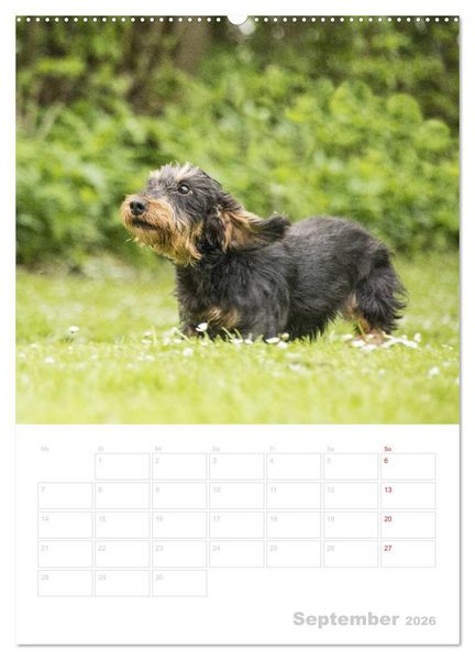 Produktbild: Der Dackel - mein kleiner Freund (hochwertiger Premium Wandkalender 2026 DIN A2 hoch), Kunstdruck in Hochglanz