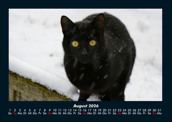 Produktbild: F&uuml;r Katzenfreunde 2026 Fotokalender DIN A4
