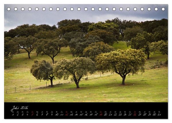 Produktbild: Wald (Tischkalender 2026 DIN A5 quer), CALVENDO Monatskalender