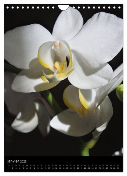Produktbild: Senteurs florales (Calendrier mural 2026 DIN A4 horizontal), CALVENDO calendrier mensuel
