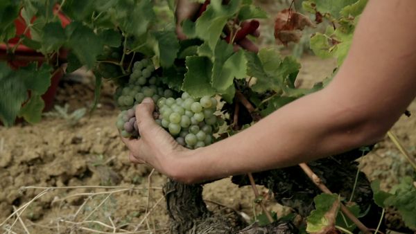 Produktbild: Von Trauben und Menschen (OmU)
