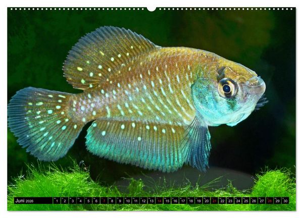 Produktbild: Bunte Fische der Welt - Killifische (Wandkalender 2026 DIN A2 quer), CALVENDO Monatskalender