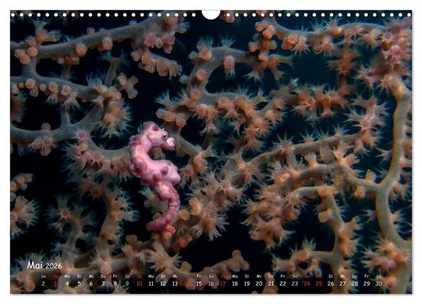 Produktbild: Hippocampus oder einfach nur Seepferdchen (Wandkalender 2026 DIN A3 quer), CALVENDO Monatskalender