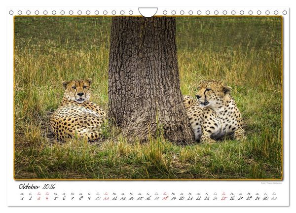 Produktbild: Abenteuer Masai Mara (Wandkalender 2026 DIN A4 quer), CALVENDO Monatskalender