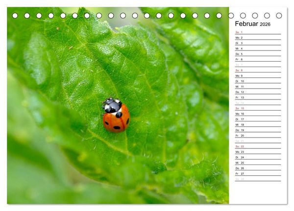 Produktbild: Marienk&auml;fer 2026 (Tischkalender 2026 DIN A5 quer), CALVENDO Monatskalender