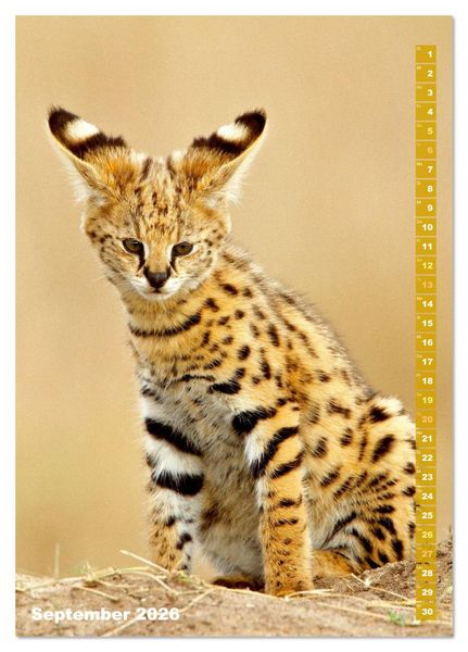 Produktbild: Raubkatzen: Die J&auml;ger auf leisen Pfoten (Tischkalender 2026 DIN A5 hoch), CALVENDO Monatskalender