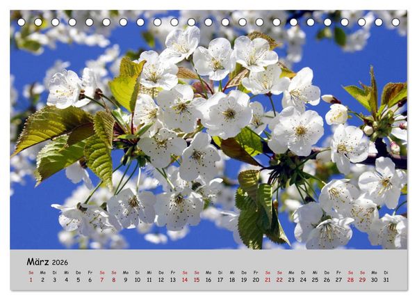 Produktbild: Blumen &uuml;berall, zur Freude Menschen (Tischkalender 2026 DIN A5 quer), CALVENDO Monatskalender