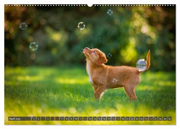 Produktbild: bunte Tierfotografie an Land und im Wasser (hochwertiger Premium Wandkalender 2026 DIN A2 quer), Kunstdruck in Hochglanz
