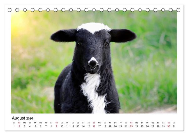 Produktbild: Sch&auml;fchen z&auml;hlen - Mit Schafen durchs Jahr (Tischkalender 2026 DIN A5 quer), CALVENDO Monatskalender