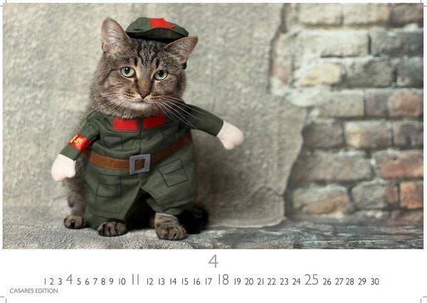 Produktbild: Funny Cats Kalender 2027 &ndash; Wandkalender | Fotokalender Tierkalender 35x50cm - Witziger Katzenkalender