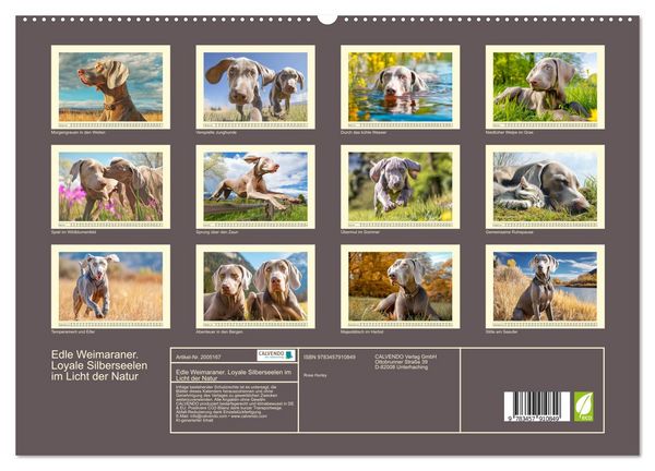 Produktbild: Edle Weimaraner. Loyale Silberseelen im Licht der Natur (hochwertiger Premium Wandkalender 2026 DIN A2 quer), Kunstdruck in Hochglanz