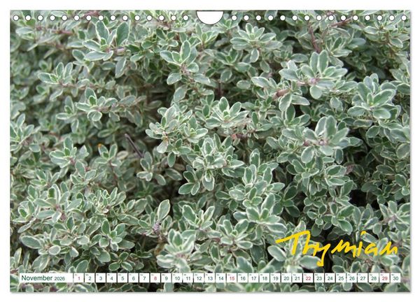 Produktbild: Kr&auml;uter - Gesund, h&uuml;bsch und lecker (Wandkalender 2026 DIN A4 quer), CALVENDO Monatskalender