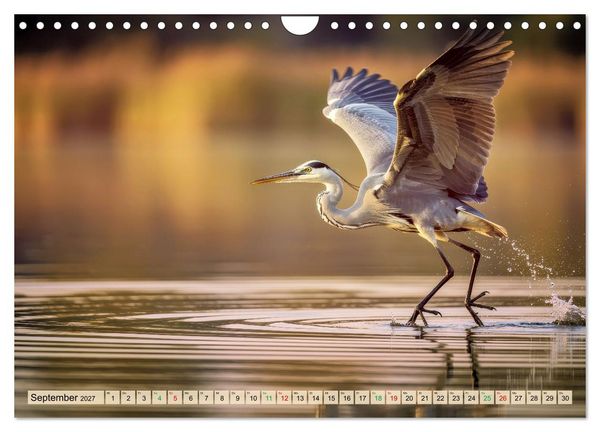 Produktbild: Silberreiher - pure Eleganz (Wandkalender 2027 DIN A4 quer), CALVENDO Monatskalender