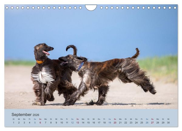 Produktbild: AFGHANISCHE WINDHUNDE 2026 (Wandkalender 2026 DIN A4 quer), CALVENDO Monatskalender