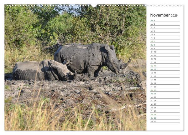 Produktbild: Nash&ouml;rner - Sanfte Riesen (hochwertiger Premium Wandkalender 2026 DIN A2 quer), Kunstdruck in Hochglanz