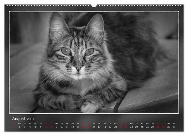 Produktbild: Tieren ins Gesicht geschaut (Wandkalender 2027 DIN A2 quer), CALVENDO Monatskalender