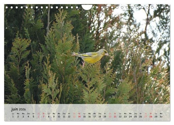 Produktbild: OISEAUX des Jardins et For&ecirc;ts (Calendrier mural 2026 DIN A4 vertical), CALVENDO calendrier mensuel