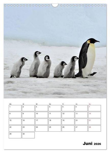 Produktbild: Pinguine. Familiengl&uuml;ck im Eis (Wandkalender 2026 DIN A3 hoch), CALVENDO Monatskalender