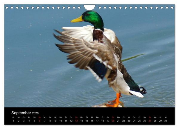 Produktbild: Duck Power (Wandkalender 2026 DIN A4 quer), CALVENDO Monatskalender