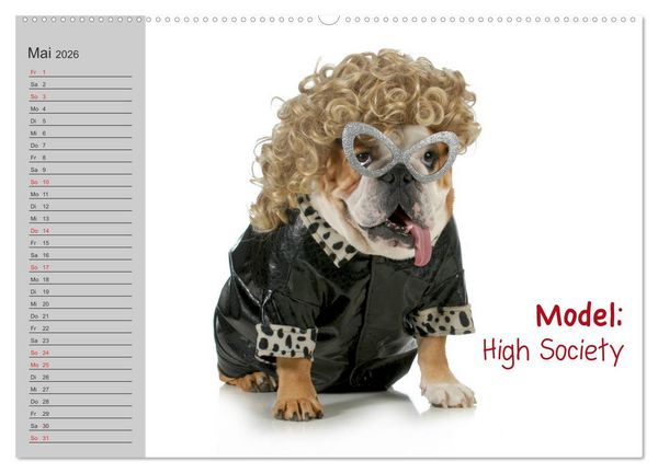 Produktbild: English Bulldog XXL Models (Wandkalender 2026 DIN A2 quer), CALVENDO Monatskalender