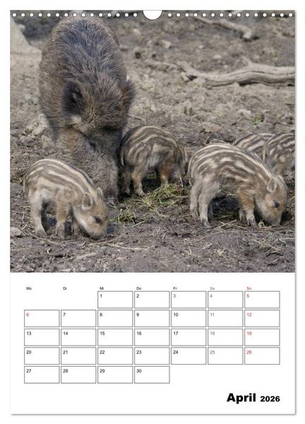 Produktbild: Der wildschweinische Terminplaner (Wandkalender 2026 DIN A3 hoch), CALVENDO Monatskalender