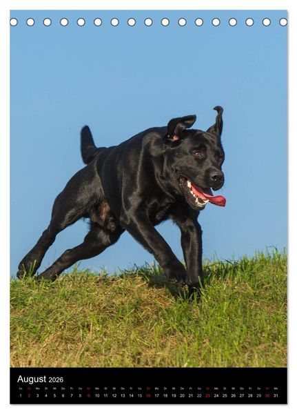 Produktbild: Faszination Labrador Retriever (Tischkalender 2026 DIN A5 hoch), CALVENDO Monatskalender