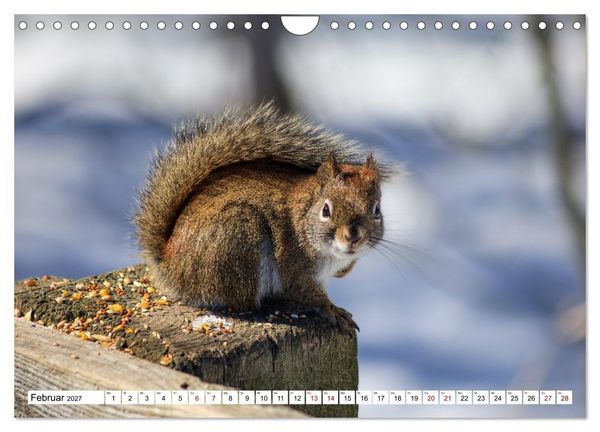 Produktbild: Eichh&ouml;rnchen - Kleine Tiere mit gro&szlig;em Charakter (Wandkalender 2027 DIN A4 quer), CALVENDO Monatskalender