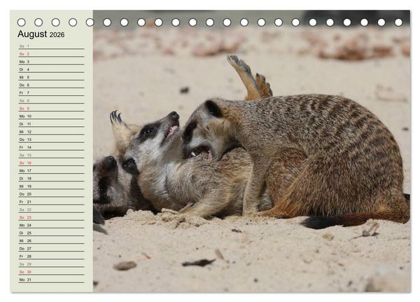 Produktbild: Erdm&auml;nnchen (Tischkalender 2026 DIN A5 quer), CALVENDO Monatskalender