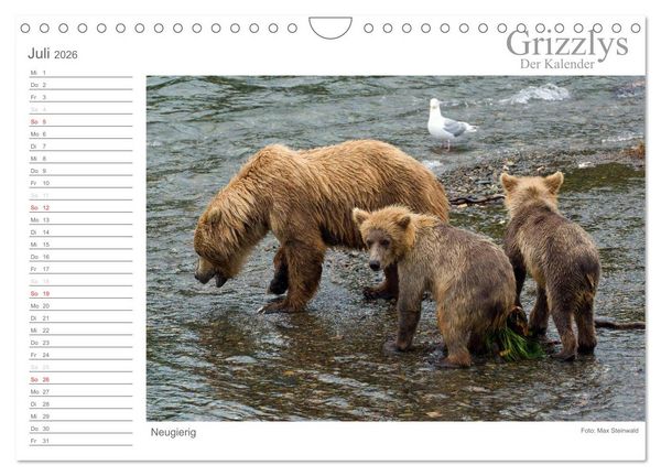Produktbild: Grizzlys - Der Kalender (Wandkalender 2026 DIN A4 quer), CALVENDO Monatskalender