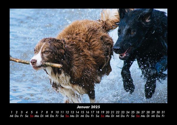 Produktbild: Hundezauber 2025 Fotokalender DIN A3