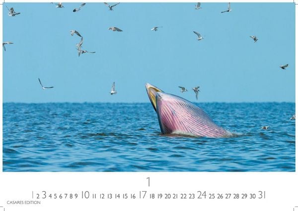 Produktbild: Wale und Delfine Kalender 2027 &ndash; Wandkalender | Fotokalender Tierkalender 35x50cm Grosses Format - Hochwertige Fotografien von Walen und Delfinen, die jeden Monat begeistern.