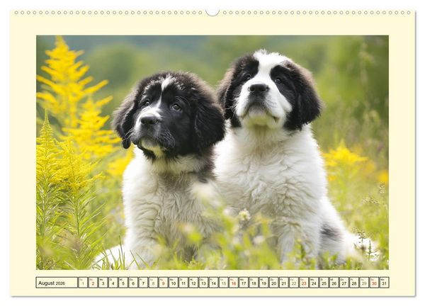 Produktbild: Landseer in der Natur. Majest&auml;tische und sanfte Hundeseelen (Wandkalender 2026 DIN A2 quer), CALVENDO Monatskalender