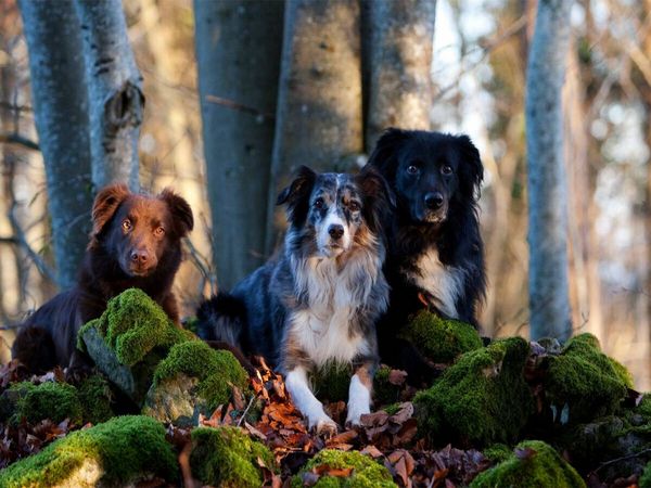 Produktbild: CALVENDO Puzzle Das Dreigestirn | 1000 Teile Lege-Gr&ouml;&szlig;e 64x48cm Foto-Puzzle f&uuml;r gl&uuml;ckliche Stunden