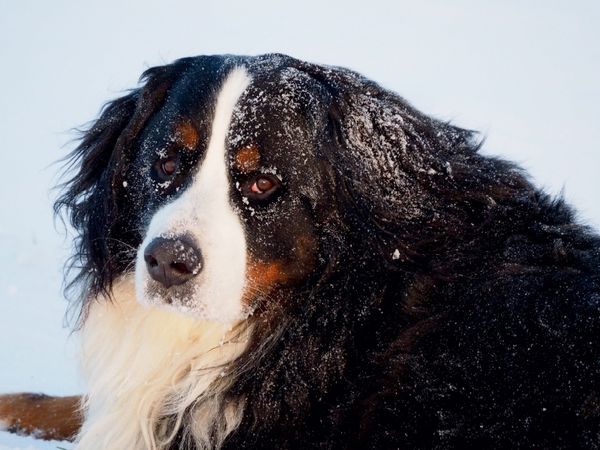 Produktbild: CALVENDO Puzzle Ein Motiv aus dem Kalender Tierisch nahe Berner-Portr&auml;ts | 1000 Teile Lege-Gr&ouml;&szlig;e 64x48cm Foto-Puzzle f&uuml;r gl&uuml;ckliche Stunden