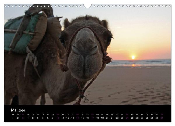 Produktbild: Kamele 2026 - Unterwegs mit zottigen W&uuml;stenschiffen (Wandkalender 2026 DIN A3 quer), CALVENDO Monatskalender