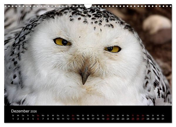 Produktbild: Greifv&ouml;gel (Wandkalender 2026 DIN A3 quer), CALVENDO Monatskalender